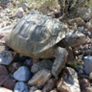 Meet your Posher, Brent